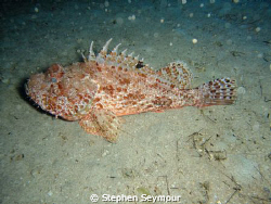 Great rockfish taken in Fuerteventura Canary Island by Stephen Seymour 